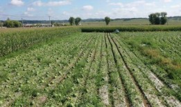 吃瓜杀农,揭秘网络谣言背后的真相与反思