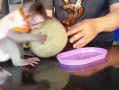 学猴子吃哈密瓜,趣味探索与成长之旅