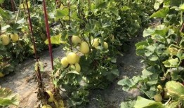 安徽界首吃瓜事件,一场网络热议背后的真相与反思