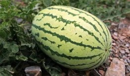 衡阳吃瓜事件视频最新