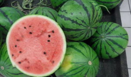 商水二高吃瓜,揭秘校园里的热点话题