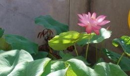 莲花的吃瓜,揭秘莲花背后的神秘“吃瓜”传说