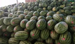 吃瓜网今日大瓜,揭秘娱乐圈最新热点事件