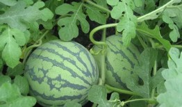 皮尔吃瓜,揭秘瓜界奇才的美食之旅