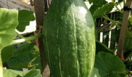 刀小刀吃瓜事件,揭秘网络舆论的狂欢与反思