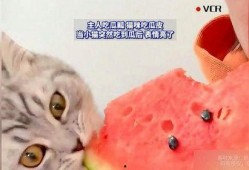 找猫吃瓜,一场关于美食与友情的吃瓜大戏