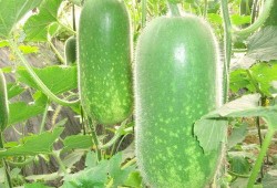 吃拉瓜减肥法,轻松享瘦，美味不减