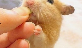 仓鼠南吃瓜,仓鼠南的瓜田奇遇记