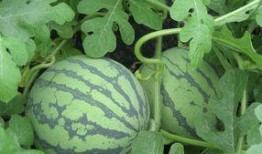 孕妇可以吃紫瓜