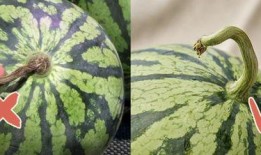 香港表演吃瓜视频