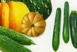 跟着吃瓜烙用语,跟随吃瓜烙，解锁娱乐圈最新瓜事