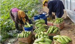 微山县吃瓜,夏日微山吃瓜记