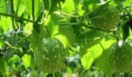 三白吊瓜怎么吃,解锁美味新体验