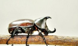 独角仙吃瓜吗,揭秘昆虫界的“吃瓜群众”