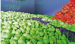 吃瓜菜的文案,探寻美味与健康的完美融合