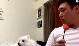 狗狗吃瓜动作视频,瓜果诱惑下的欢乐瞬间