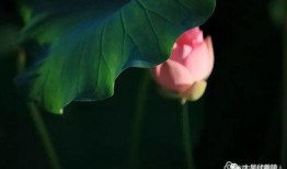 莲花的吃瓜,揭秘莲花背后的神秘“吃瓜”传说