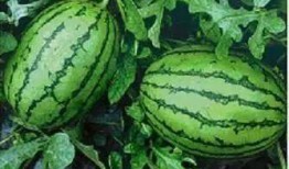 吃西瓜和石榴瓜