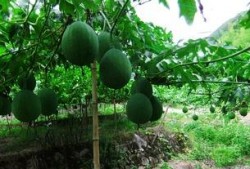 三白吊瓜怎么吃,解锁美味新体验