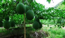 三白吊瓜怎么吃,解锁美味新体验