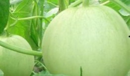 田瓜不能和什么一块吃