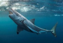 大奇吃瓜鲨鱼,勇吃瓜鲨鱼，揭秘海洋奇遇记