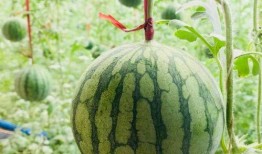 身边吃瓜事头像,揭秘娱乐圈的幕后风云