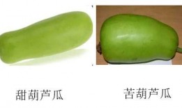 葫芦瓜可以带皮吃?,揭秘带皮食用的健康美味