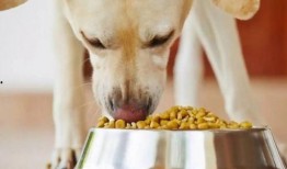 板凳吃瓜剩饭喂狗子,狗子美食时光