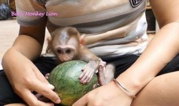 学猴子吃哈密瓜,趣味探索与成长之旅