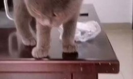 吃瓜队长虐猫,道德沦丧的警示录