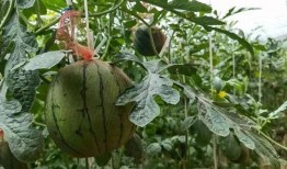 召庄吃瓜,揭秘乡村生活的甜蜜与苦涩