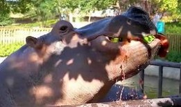 河马吃哈密瓜吐了,意外吐出奇观