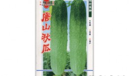 唐山秋瓜如何吃