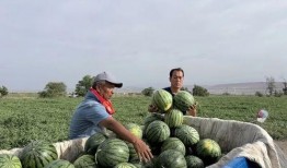 汕头海门吃瓜新闻,一场引发热议的网络狂欢