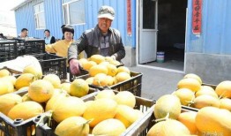 吃瓜内蒙,探寻吃瓜文化的独特魅力