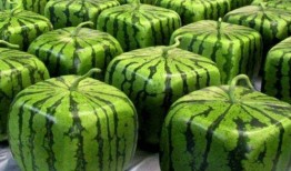 全网吃瓜系统,揭秘娱乐圈幕后真相