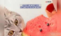 小猫吃瓜图片,萌态十足引网友热议