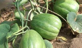 老祖吃瓜,揭秘娱乐圈那些不为人知的幕后故事