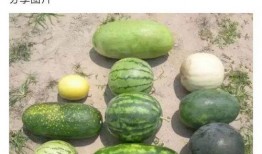 淘宝头像吃瓜,揭秘网络红人的神秘面纱