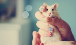 小白鼠吃瓜降温,小白鼠的降温新选择