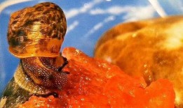 吃瓜者小牛,揭秘娱乐圈幕后故事