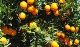 经期可以吃哈密瓜橙子吗,经期适宜食用水果的挑选指南