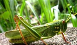 蝈蝈吃方瓜,自然界的和谐共生