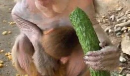 吃蜜瓜的猴,自然界的甜蜜邂逅