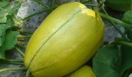 最新吃瓜爆料吉林,揭秘神秘事件背后的真相！”