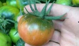 吃柿子能吃紫瓜吗,探究能否同食的饮食奥秘