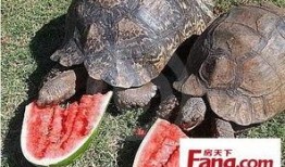 生物机电吃瓜,瓜田里的绿色革命