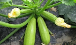 西葫芦瓜整条煮着吃,西葫芦瓜整条煮食新体验