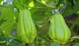 广西佛手瓜怎么吃,广西佛手瓜的多样食法探索